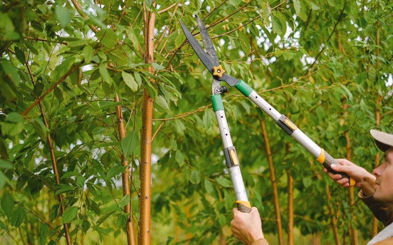 Tree trimming in Orange Grove, TX