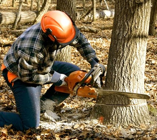 Tree Removal in Orange Grove, TX